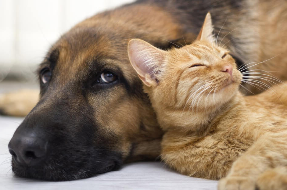 Los seguros de mascotas también existen